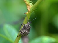 Halyomorpha halys 3, Bruingemarmerde schildwants, Saxifraga-Tom Heijnen
