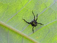 Halyomorpha halys 7, Bruingemarmerde schildwants, Saxifraga-Tom Heijnen