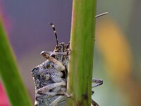 Halyomorpha halys 9, Bruingemarmerde schildwants, Saxifraga-Tom Heijnen