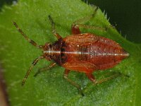 Harpocera thoracica 02 #11932 : Harpocera thoracica, nymph 5e stage