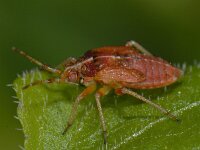 Harpocera thoracica 02 #11934 : Harpocera thoracica, nymph 5e stage