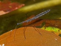 Hydrometra stagnorum 2, Gewone vijverloper, Foto Fitis-Sytske Dijksen