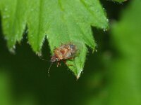 Kleidocerys resedae 2, Foto Fitis-Sytske Dijksen
