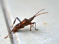 Leptoglossus occidentalis 19, Bladpootrandwants, Saxifraga-Tom Heijnen