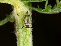 Macrosiphoniella millefolii, Duizendbladgalluis-1287 : Lunetten