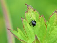Nezara viridula 110, Zuidelijke groene schildwants, Saxifraga-Tom Heijnen