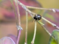 Nezara viridula 112, Zuidelijke groene schildwants, Saxifraga-Tom Heijnen