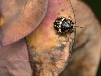 Nezara viridula 113, Zuidelijke groene schildwants, Saxifraga-Tom Heijnen