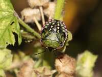 Nezara viridula 70, Zuidelijke groene schildwants, nimf, Saxifraga-Pieter van Breugel