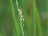 Notostira elongata 4, Bruine graswants, Saxifraga-Tom Heijnen