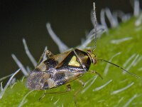 Orthops basalis