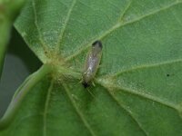 Phylus melanocephalus 2, Saxifraga-Rutger Barendse