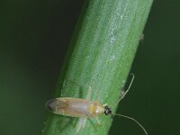 Phylus melanocephalus 4, Saxifraga-Rutger Barendse