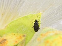 Plagiognathus arbustorum 10, Streepdijblindwants, Saxifraga-Tom Heijnen