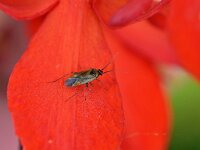 Plagiognathus arbustorum 8, Streepdijblindwants, Saxifraga-Tom Heijnen