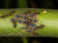 Pterocomma salicis 10, Bonte wilgentakluis, Saxifraga-Luc Hoogenstein : Lunetten