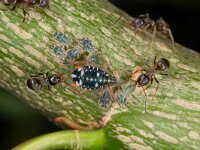 Pterocomma salicis 12, Bonte wilgentakluis, Saxifraga-Luc Hoogenstein : Bonte wilgentakluis, bladluis