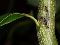 Pterocomma salicis 13, Bonte wilgentakluis, Saxifraga-Luc Hoogenstein : Bonte wilgentakluis, bladluis