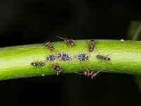 Pterocomma salicis 7, Bonte wilgentakluis, Saxifraga-Luc Hoogenstein : Lunetten