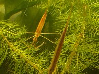 Ranatra linearis 4, Staafwants, Saxifraga-Kees Marijnissen