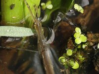 Ranatra linearis 6, Staafwants, Saxifraga-Rutger Barendse