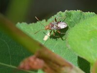 Rhopalus subrufus 3, Geblokte glasvleugelwants, Saxifraga-Tom Heijnen