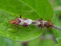 Rhopalus subrufus 8, Geblokte glasvleugelwants, Saxifraga-Ben Delbaere