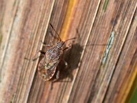 Stictopleurus punctatonervosus 3, Grijze glasvleugelwants, Saxifraga-Tom Heijnen