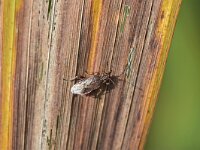 Stictopleurus punctatonervosus 4, Grijze glasvleugelwants, Saxifraga-Tom Heijnen