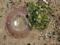 Aeqourea forskalea 2, Saxifraga-Foto Fitis-Sytske Dijksen