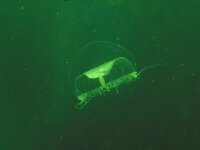 Aequorea vitrina 2, Lampekapje, Saxifraga-Eric Gibcus