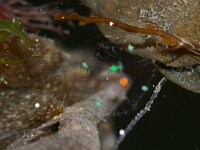 Obelia sp 4, Saxifraga-Foto Fitis-Sytske Dijksen