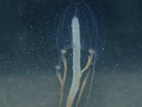 Sarsia tubulosa 4, Klepelklokje, Saxifraga-Foto Fitis-Sytske Dijksen