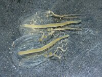 Sarsia tubulosa 2, Klepelklokje, Saxifraga-Foto Fitis-Sytske Dijksen