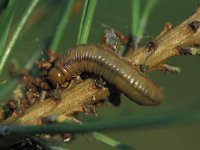 Acantholyda erythrocephala 1, Staalblauwe spinselbladwesp, larva, Saxifraga-Frits Bink