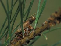 Acantholyda erythrocephala 2, Staalblauwe spinselbladwesp, larva, Saxifraga-Frits Bink