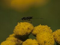 Agathidinae sp