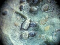 Aleyrodes proletella 1, parasited by Encarsia sp Saxifraga-Frits Bink
