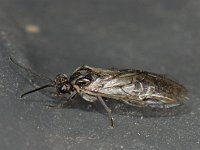 Amauronematus sp 1, Saxifraga-Ab H Baas