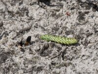 Ammophila sabulosa 21, Grote rupsendoder with caterpillar Sphinx pinastri, Saxifraga-Willem van Kruijsbergen