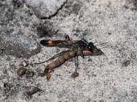 Ammophila sabulosa 50, Grote rupsendoder, Saxifraga-Gerard de Jong : Ammophila sabulosa, Grote rupsendoder, Insect, Macro, Overig