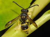 Ancistrocerus parietum 5, Saxifraga-Ab H Baas