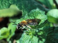Andrena angustior 2, Geriemde zandbij, Saxifraga-Frits Bink