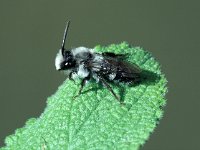 Andrena cineraria, Grey Mining Bee