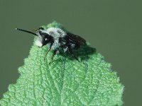Andrena cineraria 2, Asbij, female, Saxifraga-Frits Bink