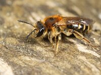 Andrena dorsata
