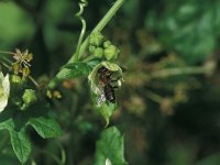 Andrena florea, Bryony Bee