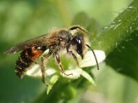 Andrena florea 3, Heggenrankbij, Saxifraga-Lieven Decrick