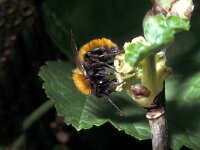 Andrena fulva 5, Vosje, Saxifraga-Pieter van Breugel