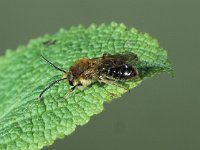 Andrena haemorrhoa, Early Mining Bee